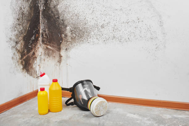 Professional Mold Removal in Wilder, VT