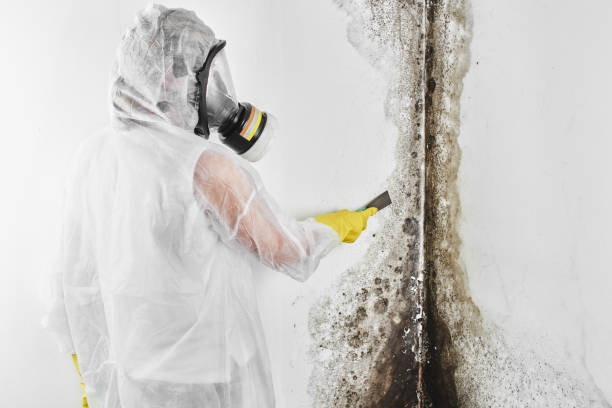 Best Fast Mold Removal  in Wilder, VT
