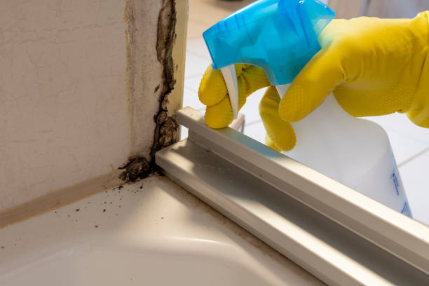 Best Commercial Mold Removal  in Wilder, VT