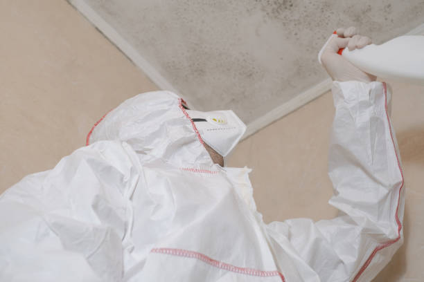 Best Black Mold Removal  in Wilder, VT