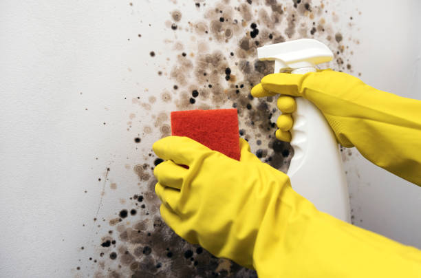Mold Testing and Removal in Wilder, VT
