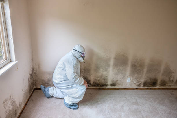 Best Toxic Mold Removal  in Wilder, VT