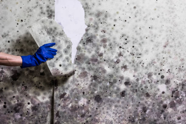 Best Emergency Mold Removal  in Wilder, VT