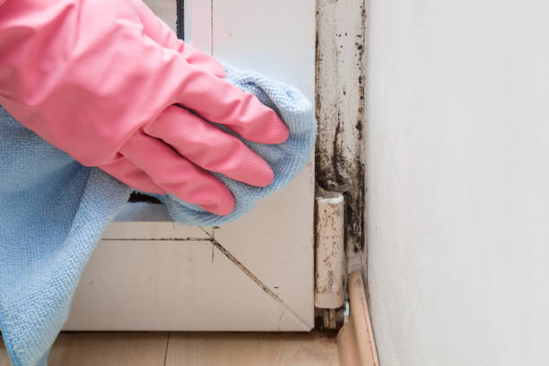 Best Office Mold Removal Services  in Wilder, VT